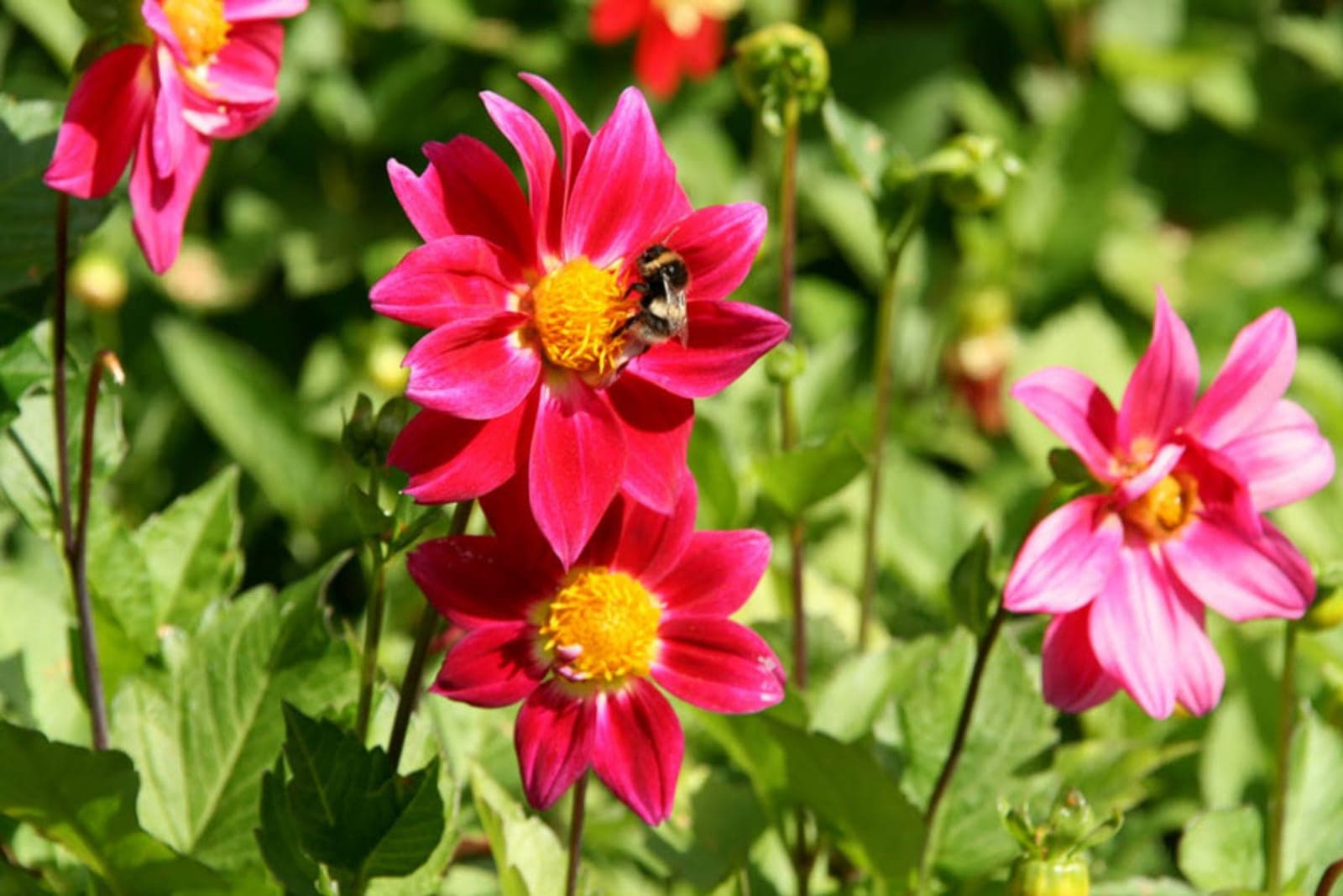 Placeholder image — replace with a photo of the finished honey bee amigurumi